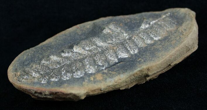 Fern Fossil From Mazon Creek - Million Years Old #2151